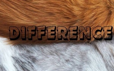 Difference Between Faux Fur and Real Fur
